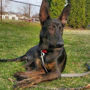 Meet your Posher, Dylan